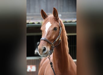 Westfaliano, Castrone, 13 Anni, 174 cm, Sauro