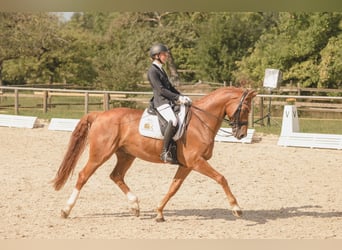 Westfaliano, Castrone, 13 Anni, 174 cm, Sauro