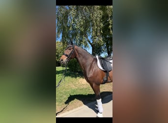 Westfaliano, Castrone, 13 Anni, 178 cm, Baio