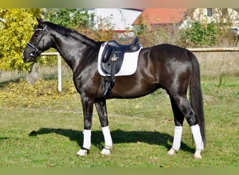 Westfaliano, Castrone, 13 Anni, 178 cm, Morello