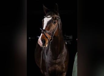 Westfaliano, Castrone, 13 Anni, Baio