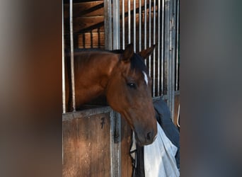 Westfaliano, Castrone, 14 Anni, 165 cm