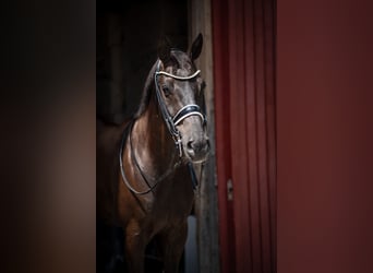 Westfaliano, Castrone, 14 Anni, 165 cm, Morello