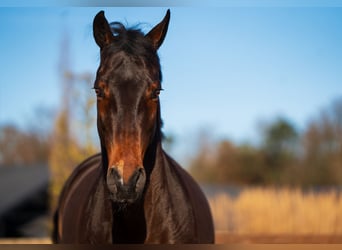 Westfaliano, Castrone, 14 Anni, 168 cm, Baio
