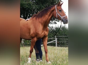 Westfaliano, Castrone, 14 Anni, 168 cm, Sauro