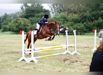 Westfaliano, Castrone, 14 Anni, 168 cm, Sauro