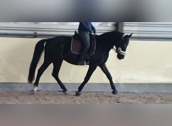 Westfaliano, Castrone, 14 Anni, 169 cm, Morello