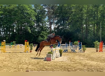 Westfaliano, Castrone, 14 Anni, 170 cm, Baio