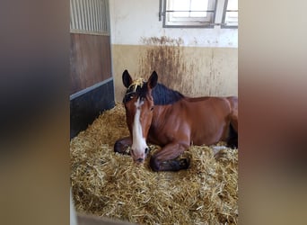 Westfaliano, Castrone, 14 Anni, 170 cm, Baio