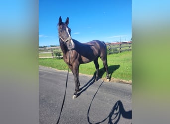 Westfaliano, Castrone, 14 Anni, 173 cm, Baio scuro
