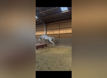 Westfaliano, Castrone, 14 Anni, 175 cm, Grigio trotinato