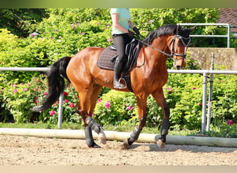 Westfaliano, Castrone, 15 Anni, 165 cm, Baio