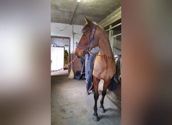 Westfaliano, Castrone, 15 Anni, 165 cm, Baio