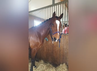 Westfaliano, Castrone, 15 Anni, 165 cm, Baio