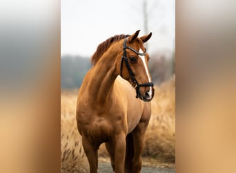 Westfaliano, Castrone, 15 Anni, 165 cm, Sauro scuro