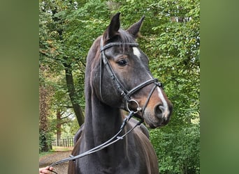 Westfaliano, Castrone, 15 Anni, 168 cm, Baio nero