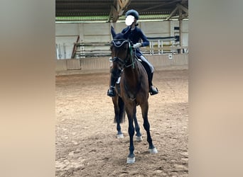 Westfaliano, Castrone, 15 Anni, 170 cm, Baio