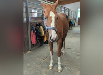 Westfaliano, Castrone, 15 Anni, 170 cm, Sauro