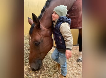 Westfaliano, Castrone, 15 Anni, 174 cm, Baio