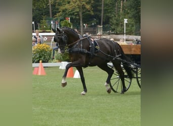 Westfaliano, Castrone, 15 Anni, 174 cm, Morello