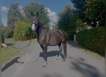 Westfaliano, Castrone, 15 Anni, 174 cm, Morello