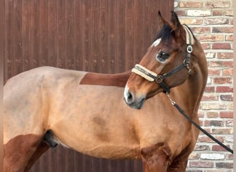 Westfaliano, Castrone, 15 Anni, 175 cm, Baio