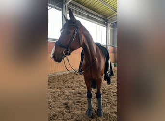 Westfaliano, Castrone, 15 Anni, 175 cm, Baio