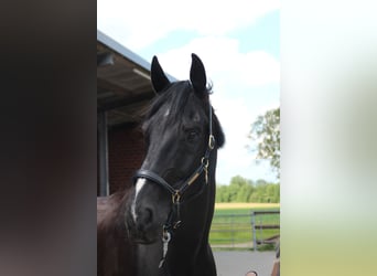 Westfaliano, Castrone, 15 Anni, 180 cm, Morello