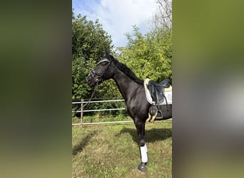 Westfaliano, Castrone, 15 Anni, 180 cm, Morello