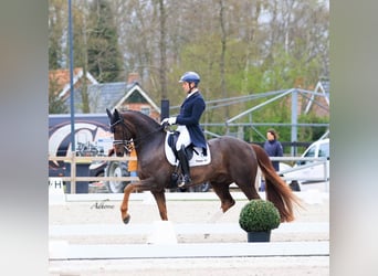 Westfaliano, Castrone, 16 Anni, 165 cm, Sauro scuro