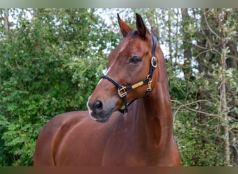 Westfaliano, Castrone, 16 Anni, 168 cm, Baio