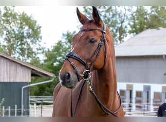 Westfaliano, Castrone, 16 Anni, 168 cm, Baio
