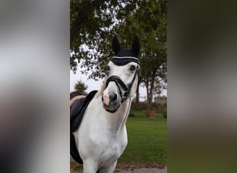 Westfaliano, Castrone, 16 Anni, 170 cm, Grigio