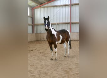 Westfaliano, Castrone, 16 Anni, 170 cm, Pezzato