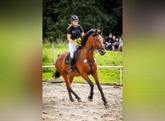 Westfaliano, Castrone, 16 Anni, 176 cm, Baio