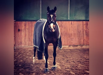 Westfaliano, Castrone, 17 Anni, 168 cm, Baio