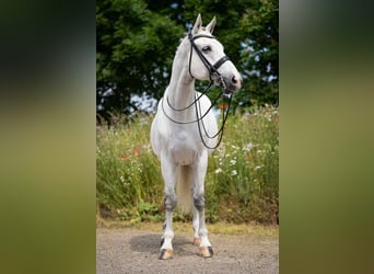 Westfaliano, Castrone, 17 Anni, 170 cm, Grigio