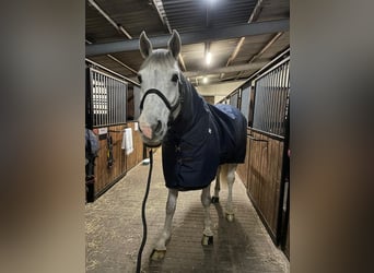 Westfaliano, Castrone, 17 Anni, 170 cm, Grigio