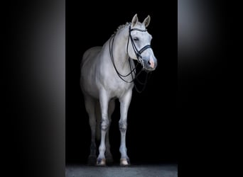 Westfaliano, Castrone, 17 Anni, 170 cm, Grigio
