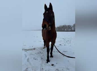 Westfaliano Mix, Castrone, 17 Anni, 185 cm, Baio