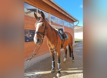 Westfaliano, Castrone, 19 Anni, 174 cm, Baio