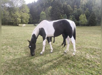 Westfaliano, Castrone, 1 Anno, 165 cm, Tobiano-tutti i colori