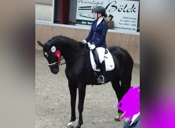 Westfaliano, Castrone, 20 Anni, 176 cm, Morello