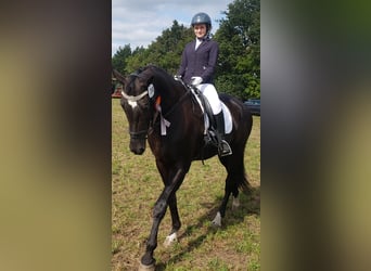 Westfaliano, Castrone, 20 Anni, 176 cm, Morello