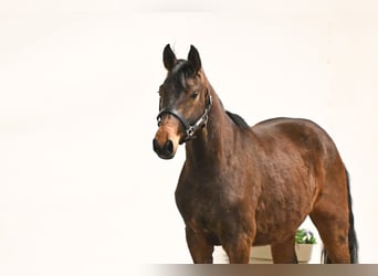 Westfaliano, Castrone, 2 Anni, 156 cm, Baio