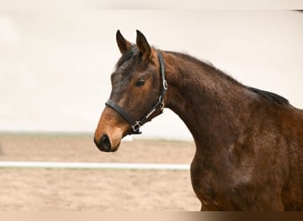 Westfaliano, Castrone, 2 Anni, 156 cm, Baio