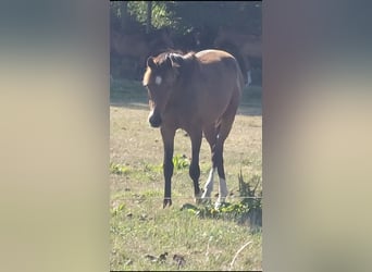 Westfaliano, Castrone, 2 Anni, 161 cm, Baio scuro