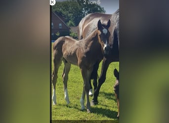Westfaliano, Castrone, 2 Anni, 161 cm, Baio scuro