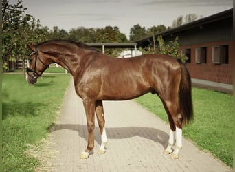 Westfaliano, Castrone, 2 Anni, 164 cm, Sauro scuro