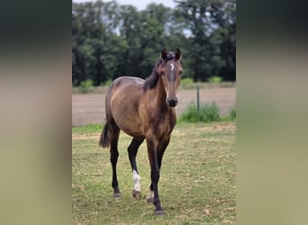 Westfaliano, Castrone, 2 Anni, 165 cm, Baio scuro